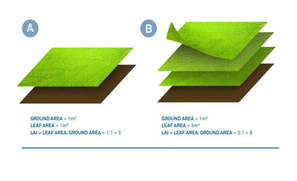 What is LAI (Leaf Area Index) & How Does it Work?
